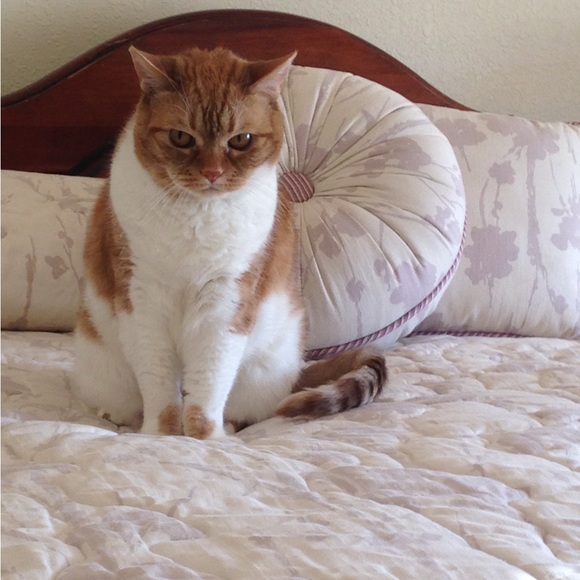 Meet your Posher, Christine - Picture 9 of 16